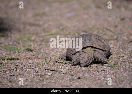 Russian tortoise (Testudo horsfieldii) standing on a field of gravel Stock Photo