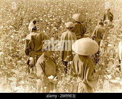 Chinese workers picking poppies for opium. Stock Photo