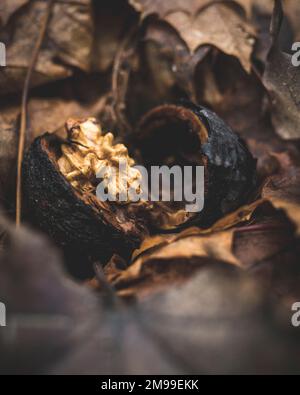 A half-cracked walnut lies among the autumn leaves. Stock Photo
