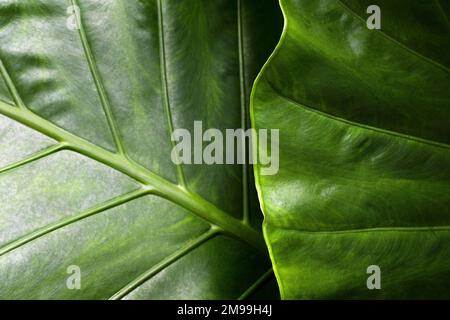 Close-Up Detail of Two Large Green Leaves Stock Photo