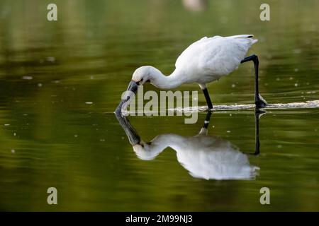 A beautiful view of spoonbill in the lake Stock Photo - Alamy