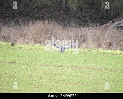 A gray heron, Ardea cinerea, stands at the edge of a field and spreads its wings Stock Photo