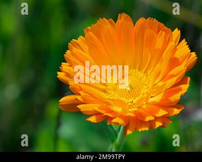 Close-up of orange flower of marigold (Calendula officinalis) Stock Photo