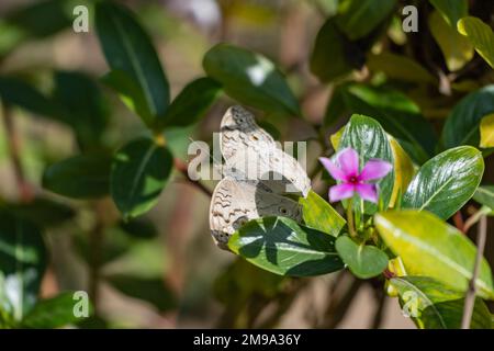 A close up of a wonderful junonia atlites butterfly on a flower Stock Photo