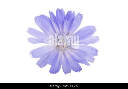 Cichorium intybus - common chicory flowers isolated on the white background Stock Photo