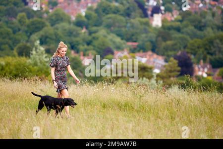 Woman Exercising Pet Labrador Dog On Leash In Summer Countryside Stock Photo