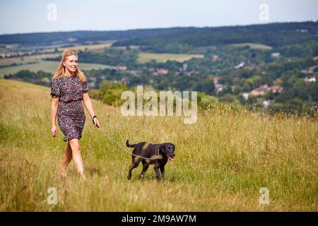 Woman Exercising Pet Labrador Dog On Leash In Summer Countryside Stock Photo