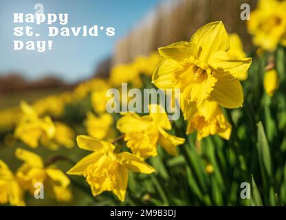 Happy St. David's Day text with yellow daffodils flowers. Beautiful greeting card for Saint David celebration in Wales. Stock Photo
