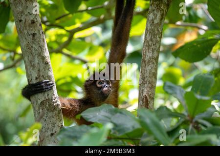 Geoffroy's spider monkey, Ateles geoffroyi Stock Photo