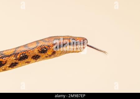 The colorful Python snake is curled into a ball on a piece of wood. Stock Photo