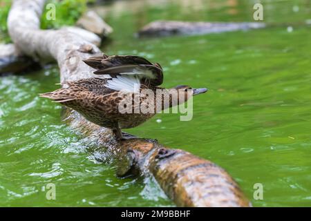 The duck stands on a wooden log that leads just above the water Stock Photo