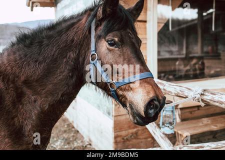 Close-up  of a beautiful brown horse tied to the stable fence. Stock Photo
