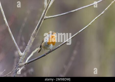 European robin Erithacus rubecula, adult singing, Suffolk, England, January Stock Photo