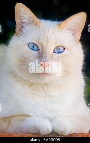 Blue, a flame-point Siamese cat, looks out a window, Jan. 15, 2023, in Coden, Alabama. Stock Photo