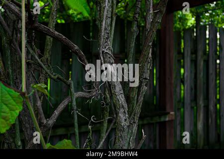 Porcelain Berry Vine Growing on Trellis In Front of Large Wooden Fence Stock Photo