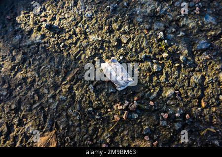 A snuff portion on asphalt Stock Photo