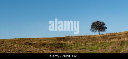 Lonely almond tree in the field against clear blue sky. Panorama landscape, Copy Space for text Stock Photo
