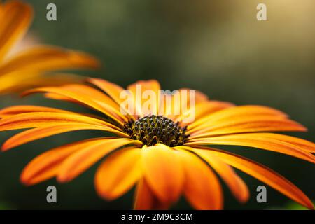 Beautiful orange flower Osteospermum Stock Photo