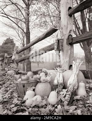 1970s DISPLAY OF HARVEST FRUITS AND VEGETABLES PUMPKINS CORN BASKET OF APPLES BY WOODEN SPLIT RAIL FENCE IN AUTUMN LANDSCAPE - h8004 HAR001 HARS CONCEPTUAL STILL LIFE ARRANGEMENT NATIONAL HOLIDAY VARIOUS GRATEFUL FRUITS NOVEMBER AUTUMNAL BLACK AND WHITE FALL FOLIAGE HAR001 OLD FASHIONED Stock Photo