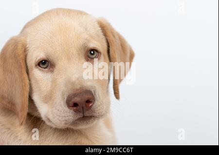 Close up portrait of labrador puppy dog isolated on white studio background Stock Photo