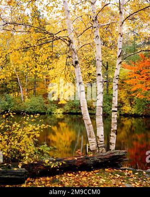 Wisconsin autumn foliage with birch trees Stock Photo - Alamy