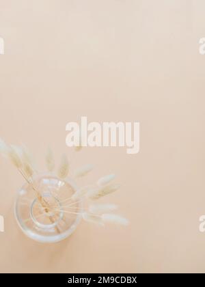 Dry beige lagurus grass in glass vase on beige background. Floral background of dry flowers. Top view, copy space Stock Photo