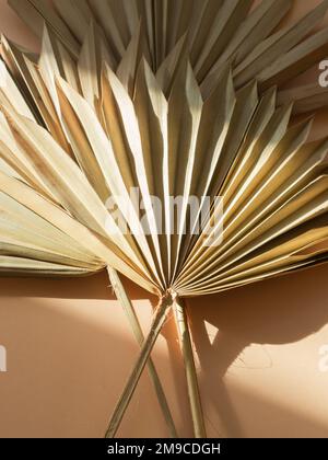 Dry palm leaves on beige background with shadows. Close up of dried fan shaped tropical palm tree leafs. Natural background Stock Photo