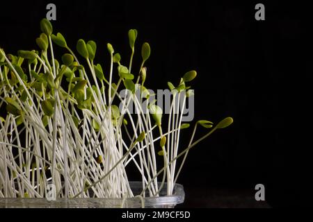 Microgreens. Sprouted flax seeds on black. Stock Photo