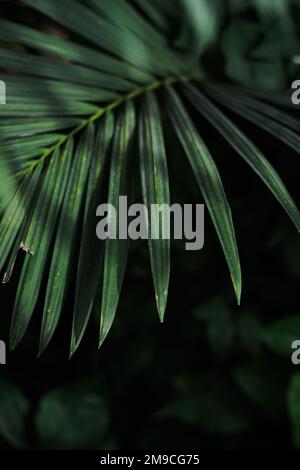 Green palm leaves close up with sunlight Stock Photo