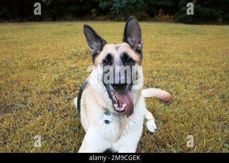German Shepherd lays down in grassy backyard Stock Photo