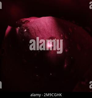 Extreme Close Up Of Shiny Water Droplet on Red Rose Stock Photo