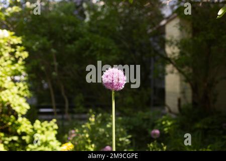 Onion blossoms in garden. Growing vegetable. Purple flower. Stock Photo