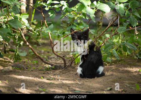 Kitten sits in grass. Cat in garden. Stock Photo