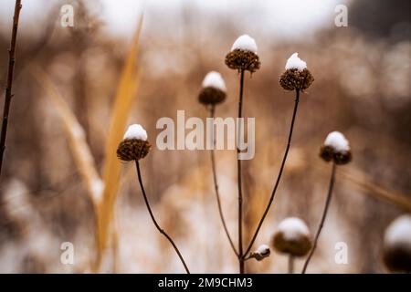 Dried Brown Plant Covered in Snow in Winter Stock Photo
