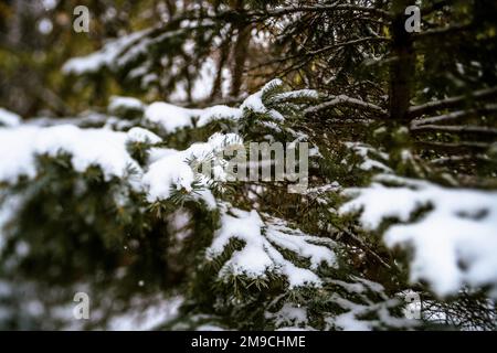 Close Up of Evergreen Tree Branch Covered in Snow Stock Photo