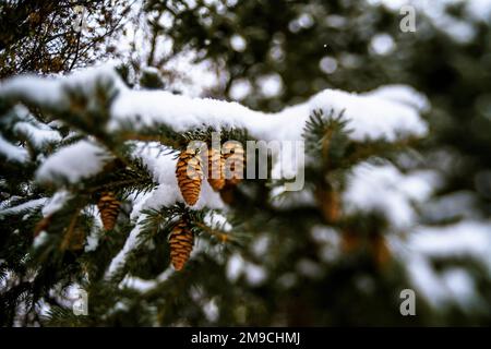 Pinecones in Snowy Evergreen Tree in Winter Stock Photo