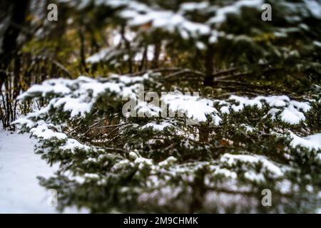Snow Covered Evergreen Tree in Winter Forest Stock Photo