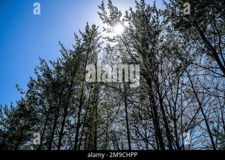 Low angle View of Tree Line Against Sky on Sunny Day in Spring Stock Photo