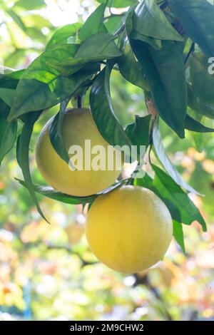 Oranges on a branch with green leaves Stock Photo