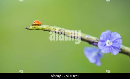 Close-up of Orange ladybug walking on a green branch of plant and purple flower, Nature blurred background. Stock Photo
