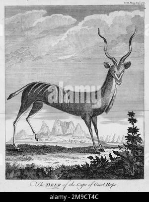 Deer Of The Cape Of Good Hope Stock Photo - Alamy
