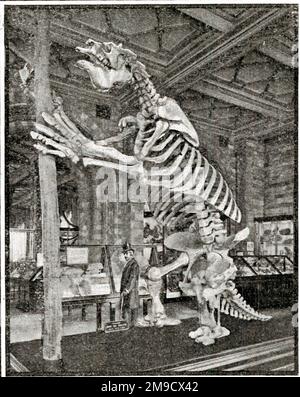 Megatherium - Giant Ground Sloth skeleton (Fossil) Stock Photo
