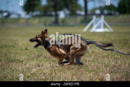 A U.S. Air Force military working dog assigned to the 6th Security Forces Squadron, participates in a skills demonstration during National Police Week at MacDill Air Force Base, Florida, May 16, 2022. Every year, MacDill Airmen come together to celebrate National Police Week by honoring security forces members who have paid the ultimate sacrifice while in the line of duty. Stock Photo