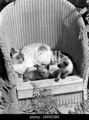 Cat and two kittens in a garden chair. Stock Photo