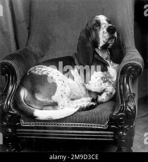Basset Hound sitting in a chair. Stock Photo