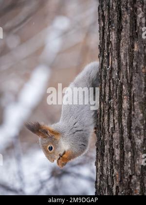 A squirrel sits upside down on a tree in winter and eats a nut. Eurasian red squirrel, Sciurus vulgaris Stock Photo
