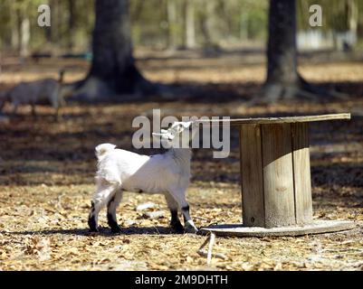 A small baby white goat playing on a farm Stock Photo