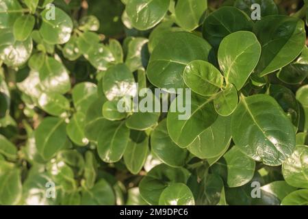 tree bedstraw or mirror bush with shiny leaf outdoor in daytime Stock Photo