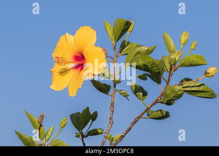 hibiscus brackenridgei flower on plant in summer on blue clear sky Stock Photo