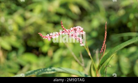 A close-up of pink flowers of water pepper (Persicaria hydropiper) in a garden Stock Photo